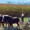 Work Horses